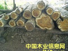 �c���鿴��ľ�Ŵ�DƬ