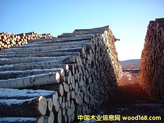 �c���鿴��ľ ԭľ�Ŵ�DƬ