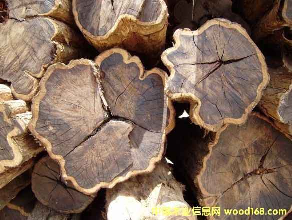 ��ľ��Ԕ����B