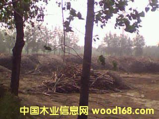 �|����ľ�Iԭ�ϏS