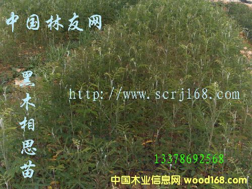 �c���鿴��ľ��˼��ľ�Ŵ�DƬ