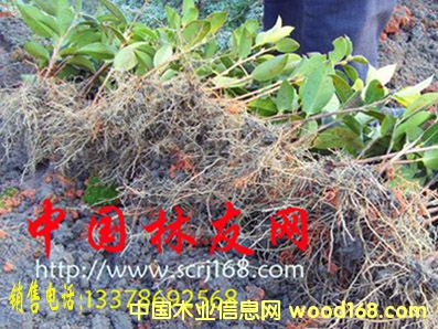 �c���鿴�Ͳ���Ŵ�DƬ