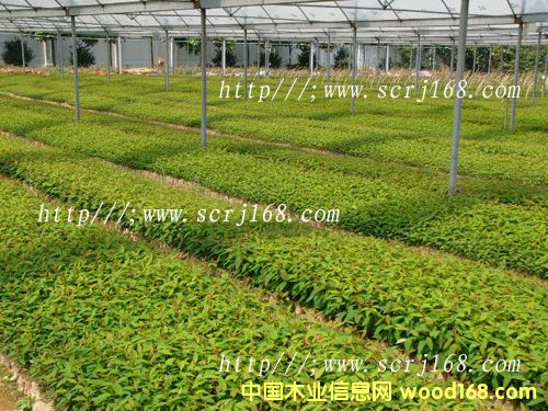 �c���鿴�����Ŵ�DƬ