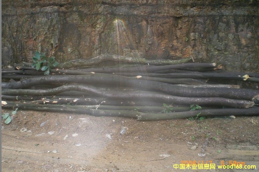 �c���鿴�sľ�Ŵ�DƬ