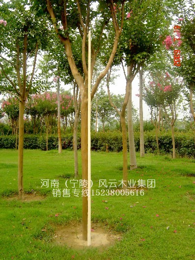 ����(y��ng)���l(f��)��Ʒ��Ϟ�U���g(sh��)��(�L1.6~2��,ֱ��2.8����)5��Ԕ��(x��)��B