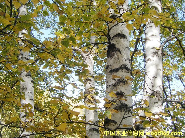 ���Ƥ��Ԕ����B