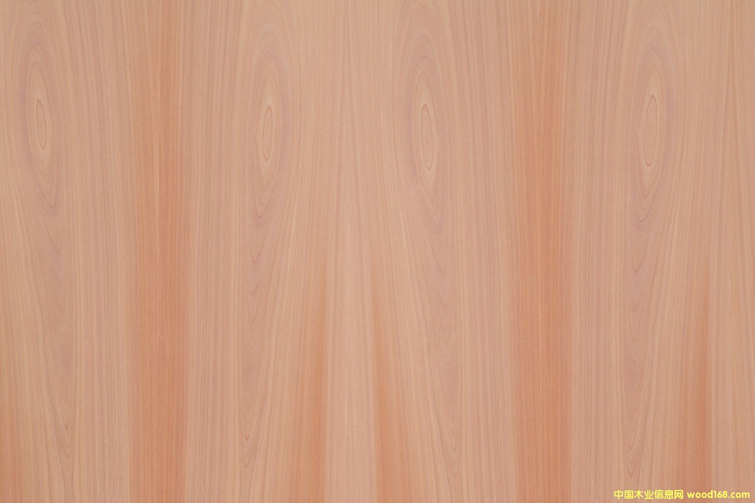 ����ľ��Ԕ����B