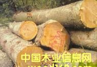 ����ľԭľ��Ƭ��Ԕ����B