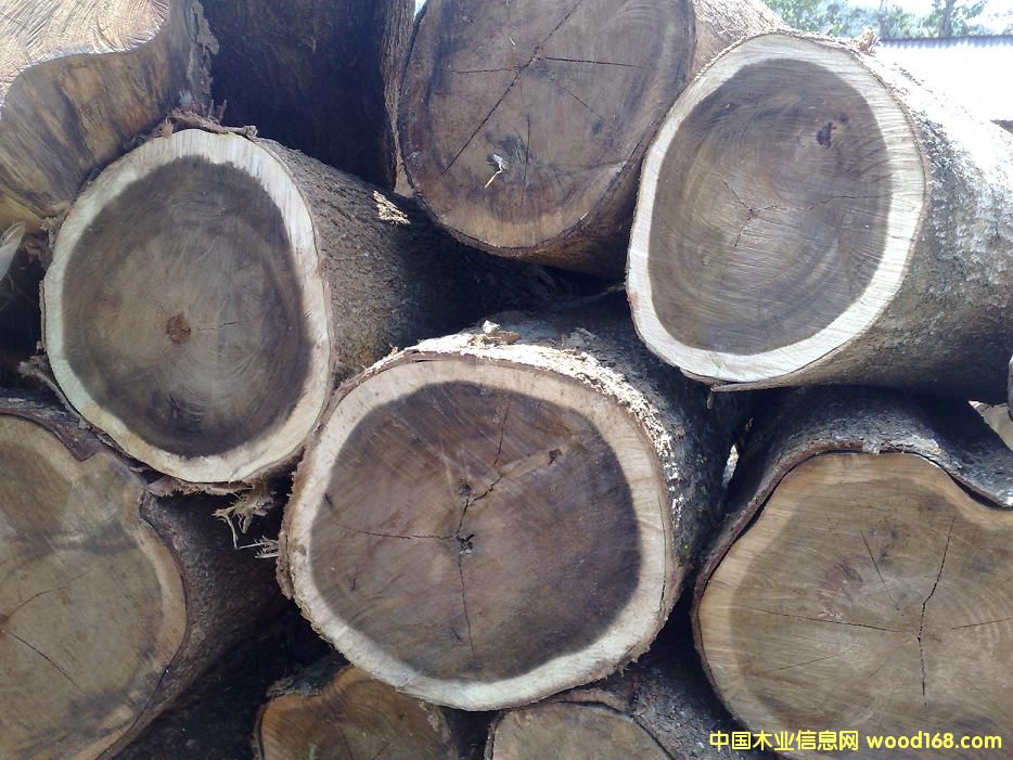 ACACIA MANGIUM����˼ľԭľ