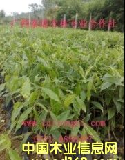 ���� ������ ����Nֲ���g(sh��) �V��̩ͨ���F��(sh��)��