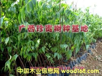 �c(di��n)���鿴��ľ��D�Ŵ�DƬ