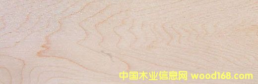 Ӳ�� Hard Maple��Ԕ����B