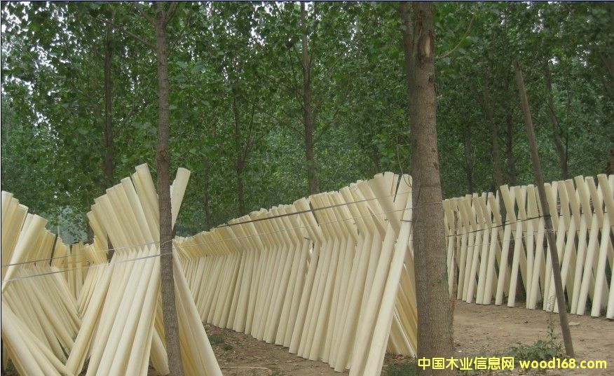 ��ľƯ��Ƥ��Ԕ����B