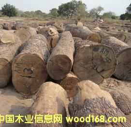 Ƥ�ң�����̴����Ԕ����B