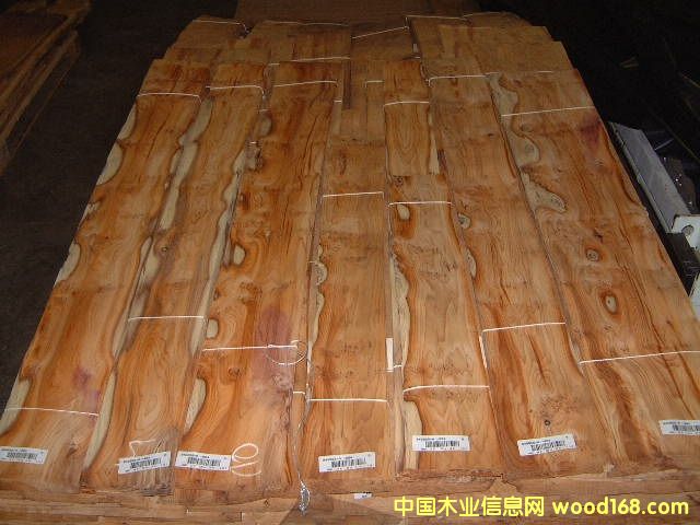 ��ɼ��������ɼ��YEW TREE