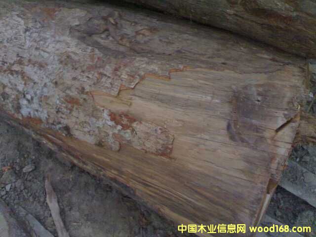 ��ľ��Ԕ����B