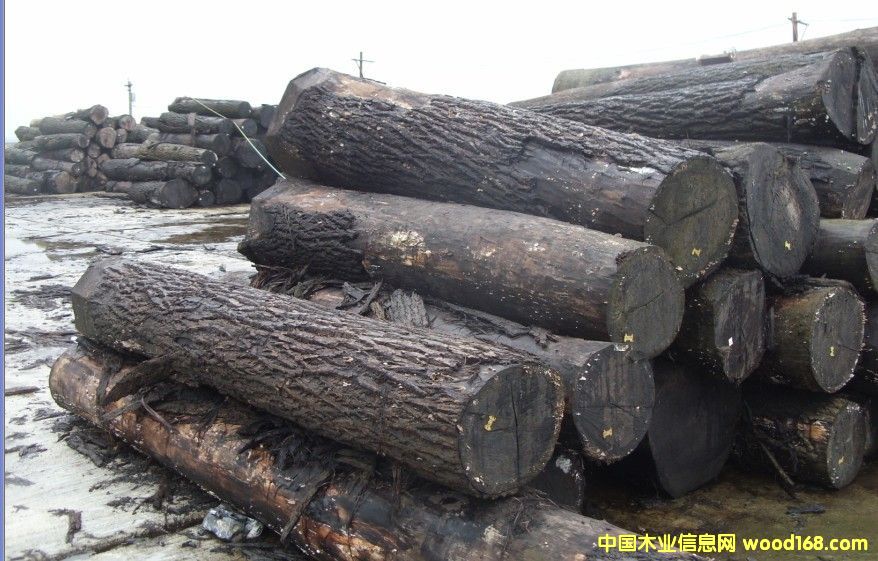 �ں���ԭľ4��Ԕ����B