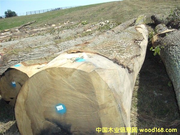 ���������Ԕ����B