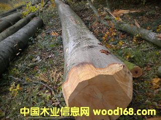 ��ľ �����r�ĵ�Ԕ����B