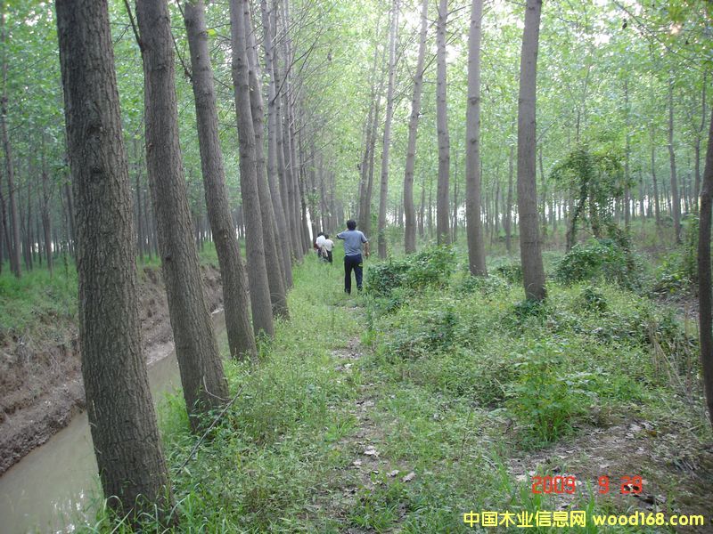 ��ľ��Ԕ��(x��)��B