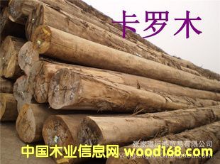 ������� ţѪ��ԭľ ��� CEJ