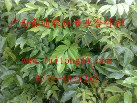 ��ľ�V��̩ͨ��ľ�����