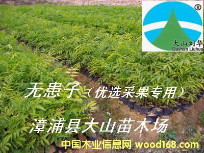 [��] �o�����磨���չ�����soapberry)