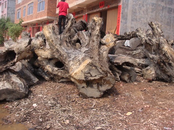 ��ľ�����Ԕ����B