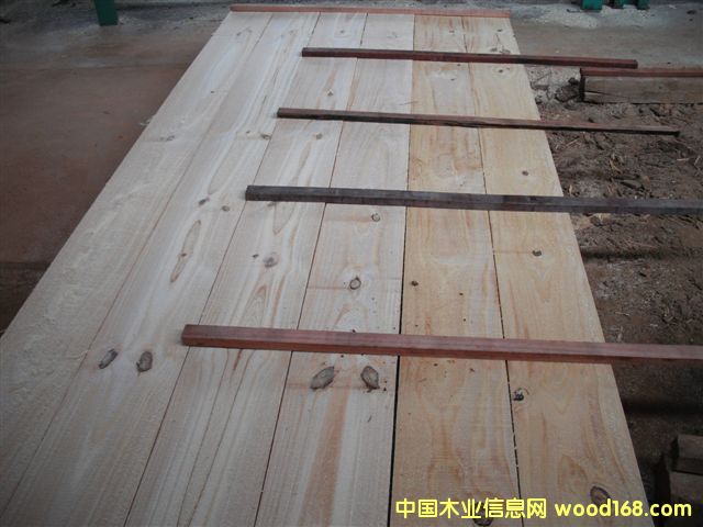 taeda pine 3��Ԕ��(x��)��B