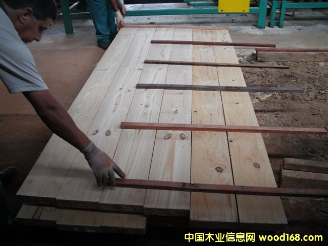 taeda pin 2��Ԕ��(x��)��B