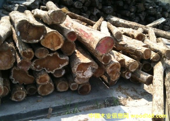 ��������ľ��Ԕ����B