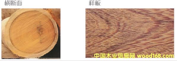 �����u��ľ��Ԕ����B