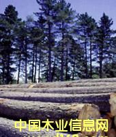 �����mݗ����ԭľ��Ԕ��(x��)��B