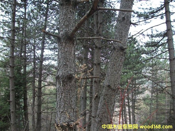 ���ɡ��Aɽ�ɡ��sľ�Ȱ�ļ�ԭľ