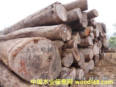 �ϓ���֦ԭľ��Ԕ����B