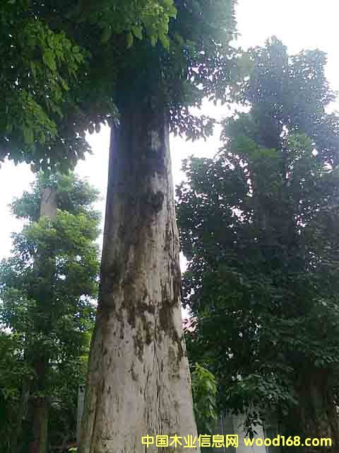 �����Ԕ����B