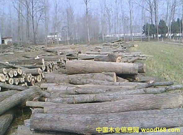 ��ľԭľ��Ԕ����B