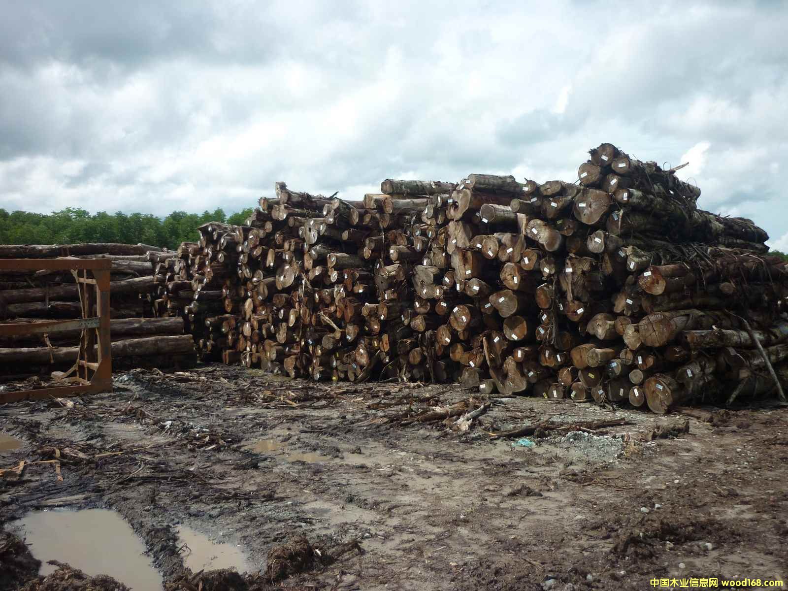 ��˼ľԭľͩ��Ԕ����B