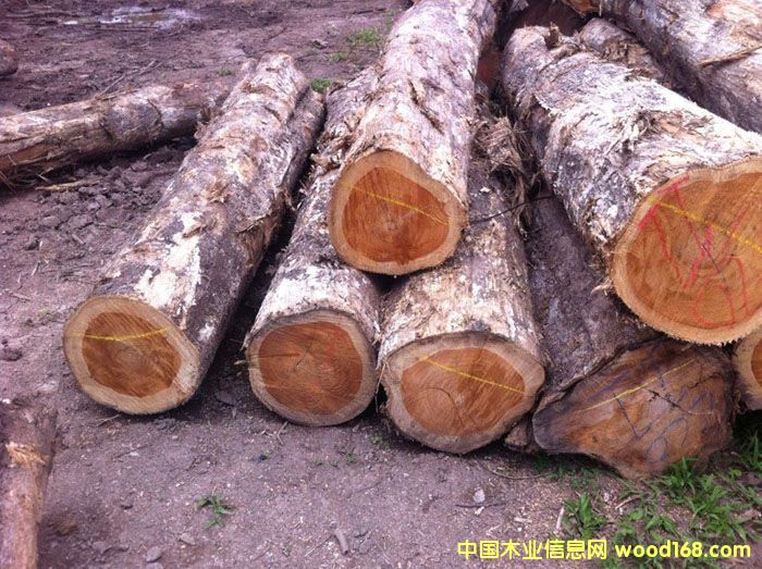 �̼�ľ��/������/Pochote��Ԕ��(x��)��B