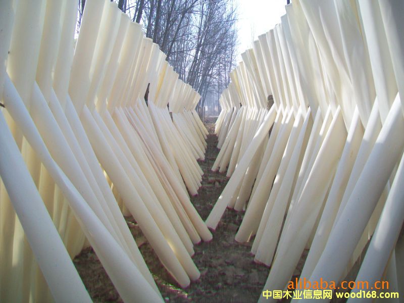 ��ľƯ����Ƥ��Ԕ����B