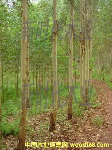 �c���鿴����ֵ�1�Ŵ�DƬ