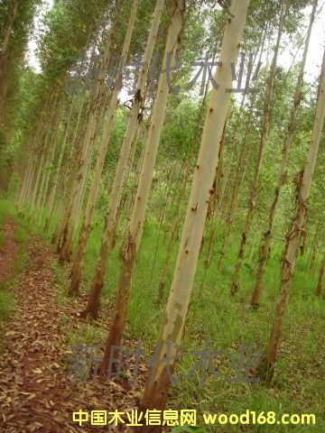 �c���鿴����ֵ�3�Ŵ�DƬ