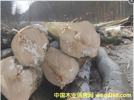 �����m��ľ