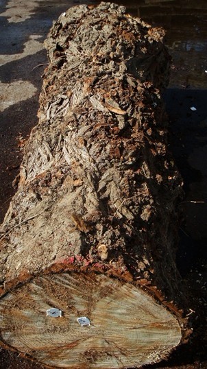 �W�� �ח����:Mappa Burl