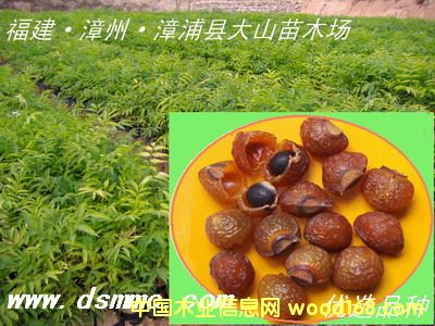 [��] �o�����磨���չ�����soapberry)