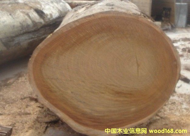 ���޲��}��������Erythrophleum---�M�ڈ��P������Ԕ����B