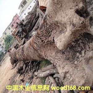 ��z�ľꎳ�ľ��Ԕ����B