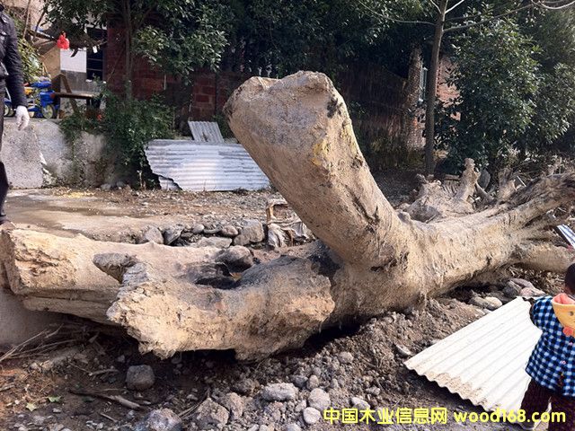 ǧ���ľ��Ԕ��(x��)��B