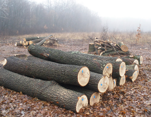 ��ľԭľ��Ԕ����B