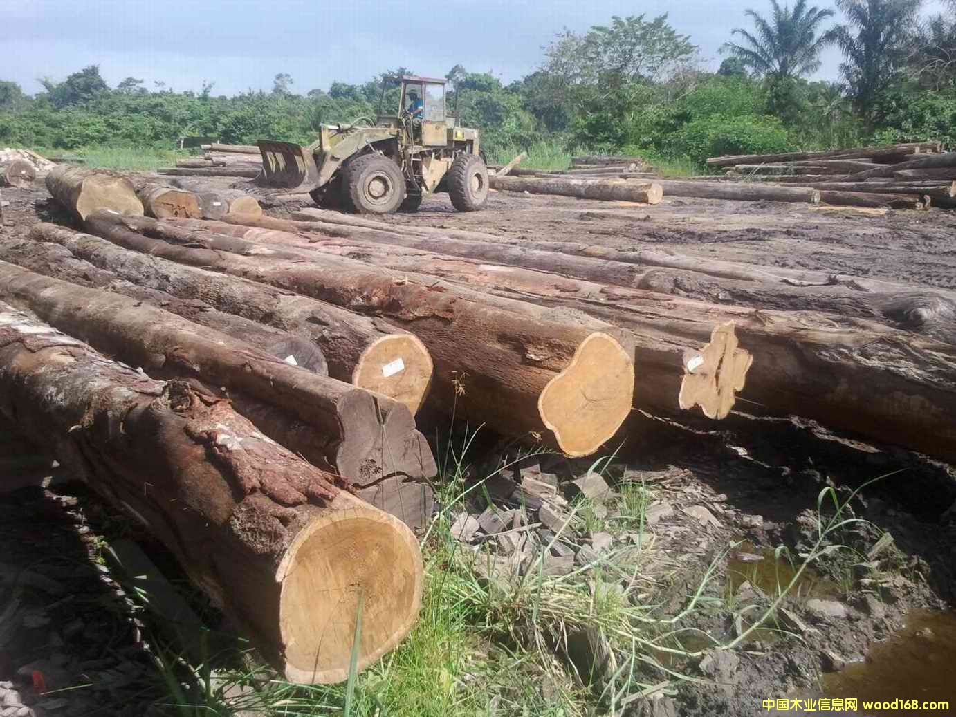 ���P̴��Ԕ����B